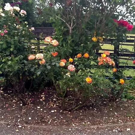 Little Manor Farm 나튼